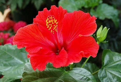 cong-dung-chua-benh-than-ky-cua-hoa-dam-but