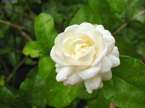 danh-bay-mun-hieu-qua-bang-hoa-nhai
