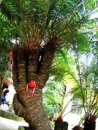 cay thien tue 500 nam tuoi