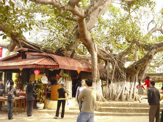  Cây đa Mười ba gốc (xóm Trại, phường Đằng Giang, quận Ngô Quyền) có miếu thờ Chúa