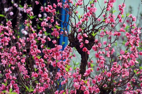 Cây đào ngày tết