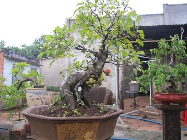 Cây sung cảnh