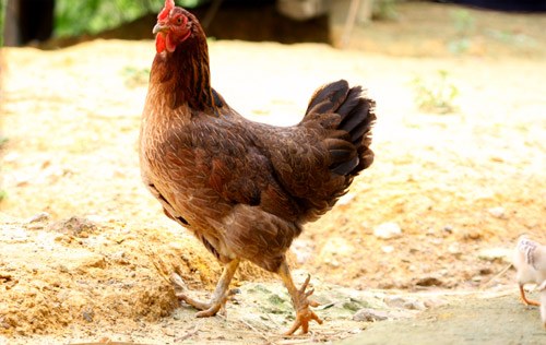 Tiếng Gà Mái Gáy