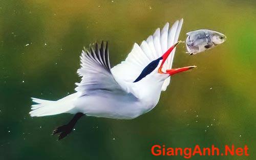 Chim sa, cá nhảy là gì? cách hoá giải điềm báo này ra sao - Anh Hoàng